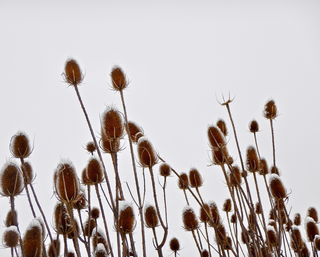 winter  snow  grey free photo