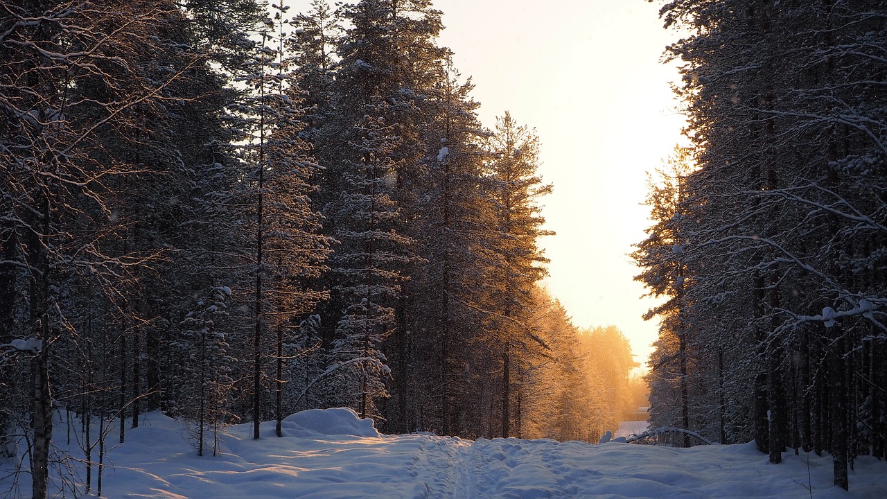 winter  the path  forest free photo
