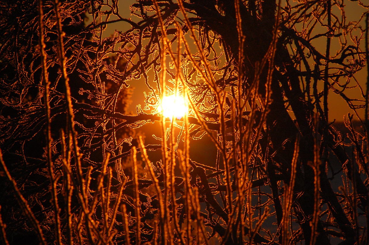 winter  sunrise  frost free photo