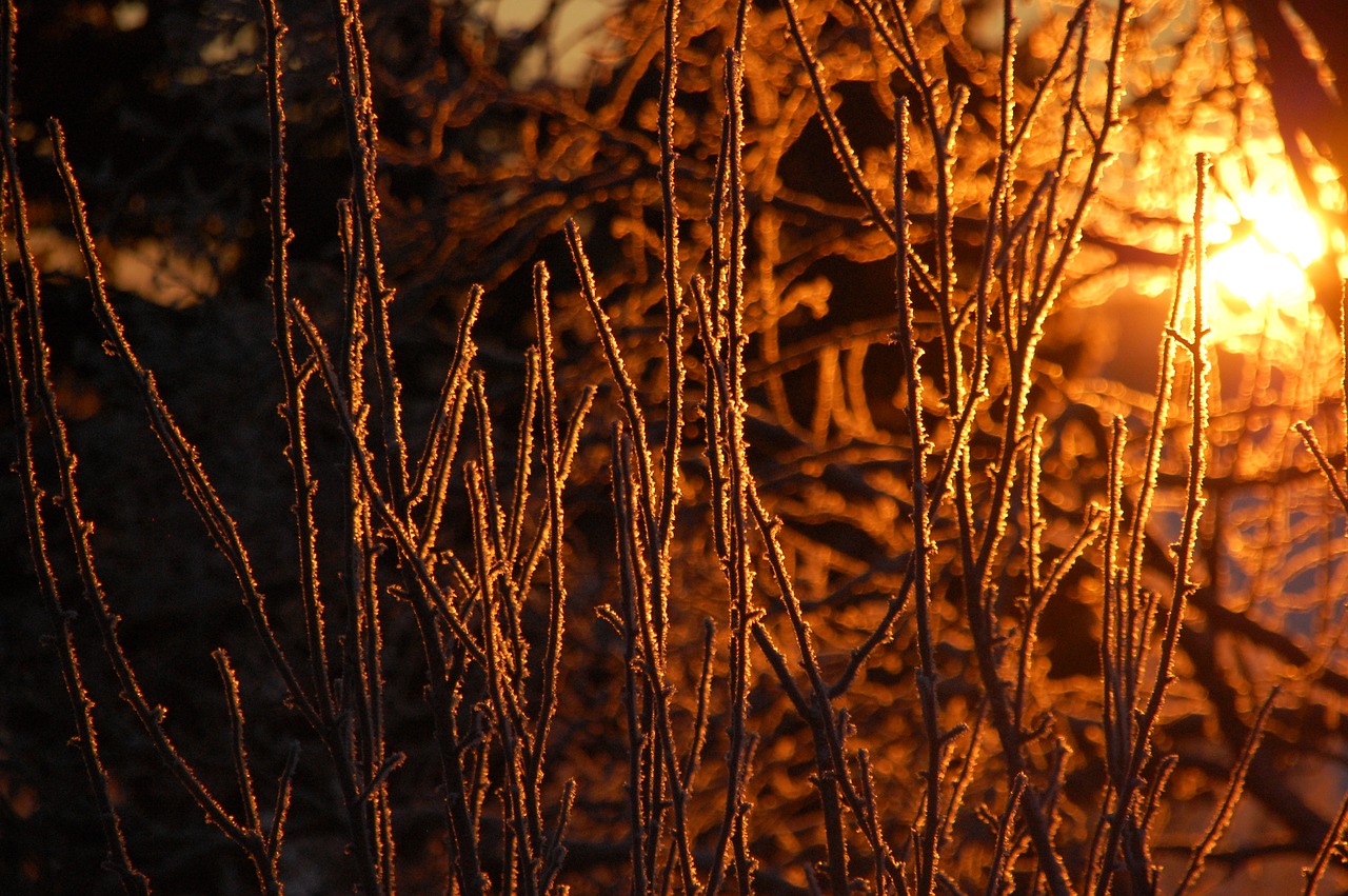 winter  sunrise  frost free photo