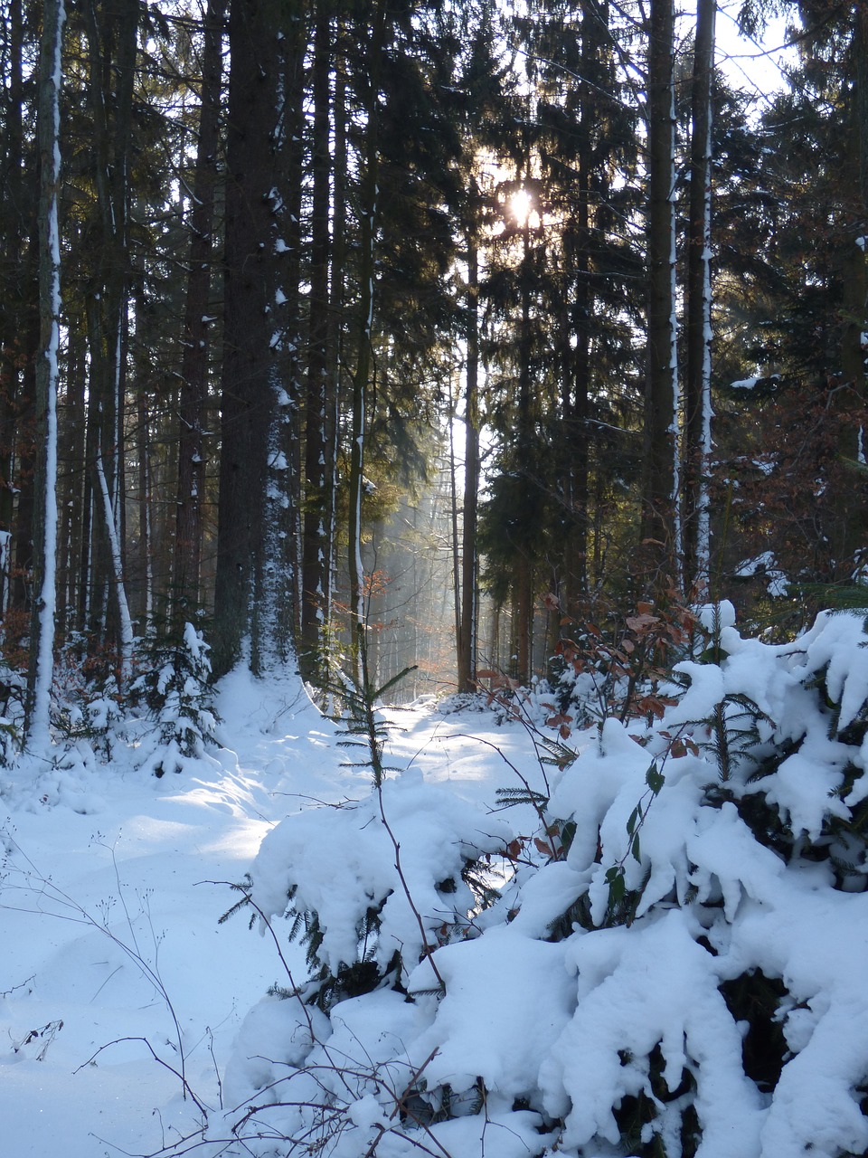 winter  backlighting  spessart free photo