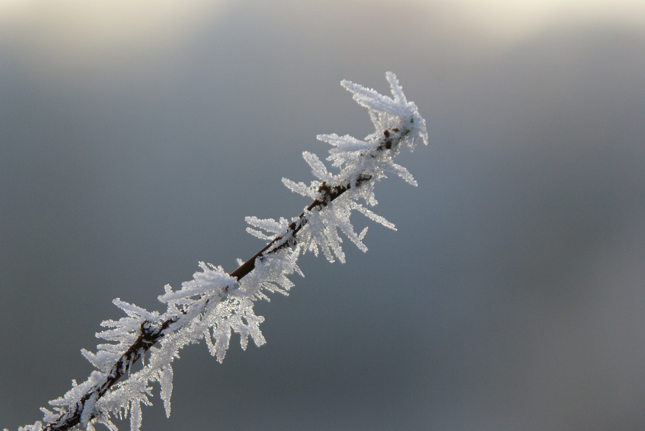 winter  landscape  ice free photo