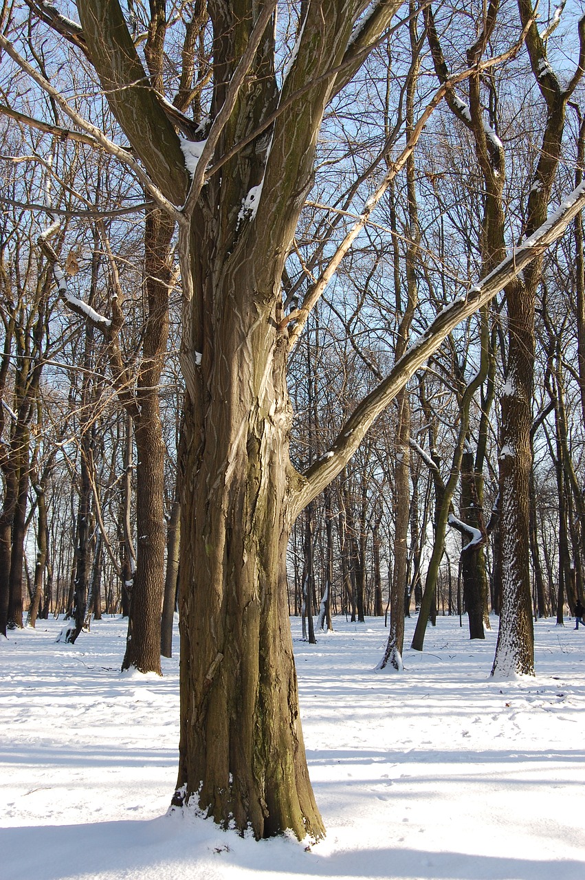 winter  tree  park free photo