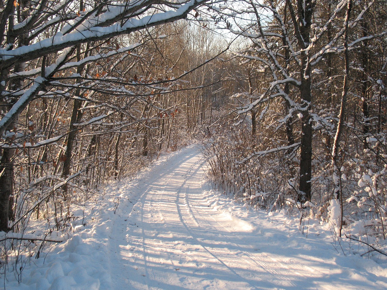 winter  snow  morning free photo