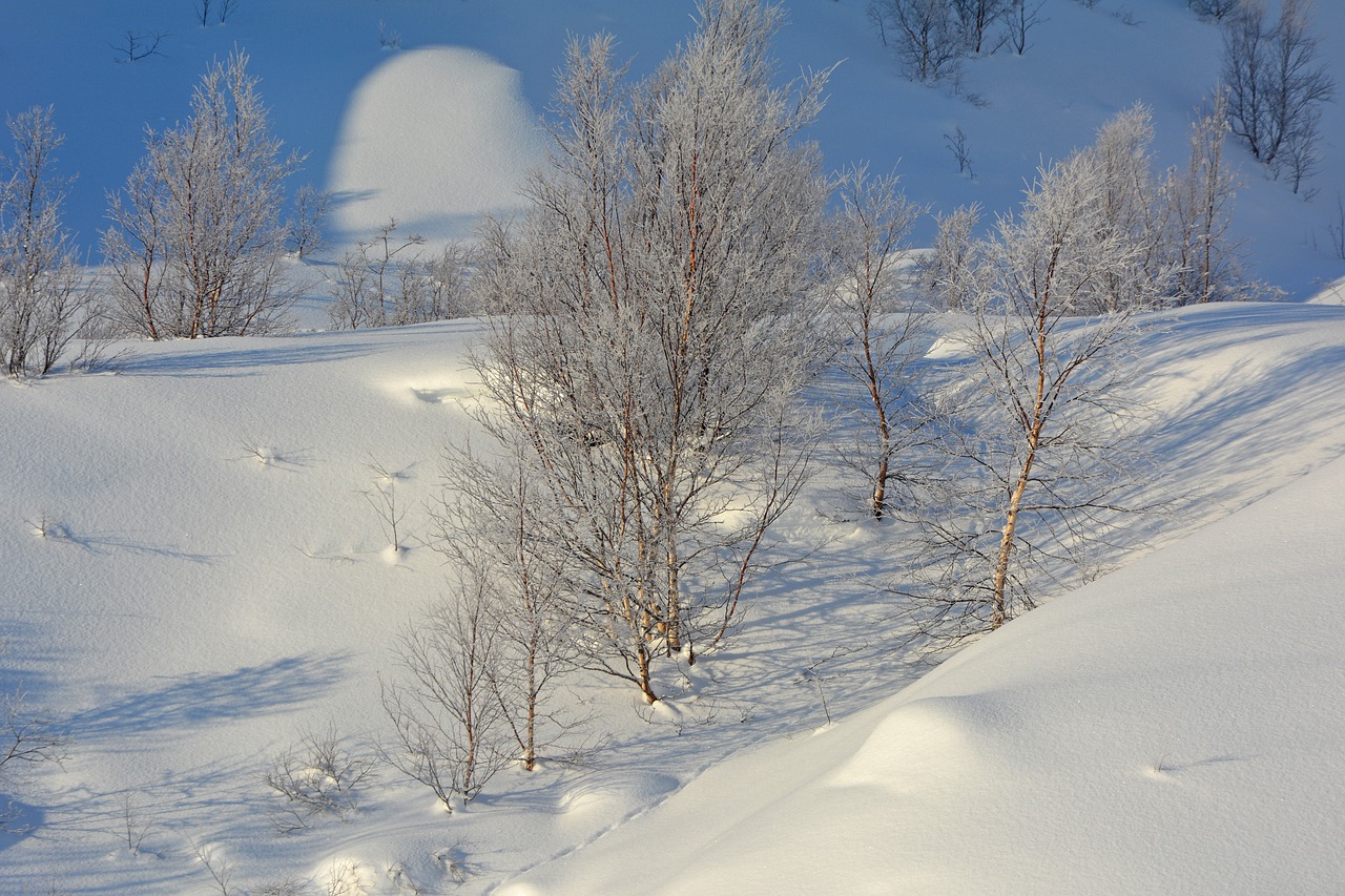 winter  snow  trees free photo