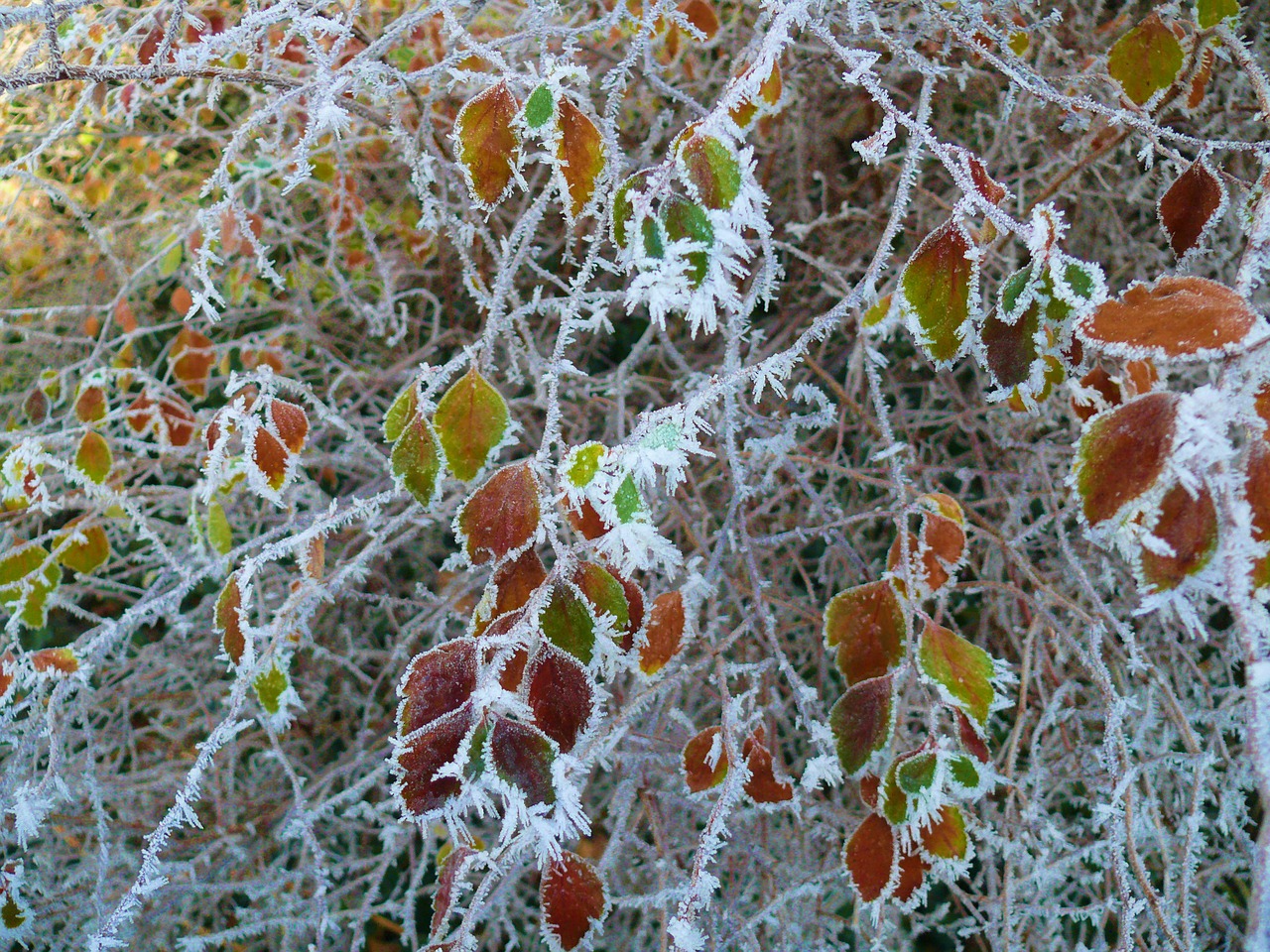 winter  ice  frozen free photo