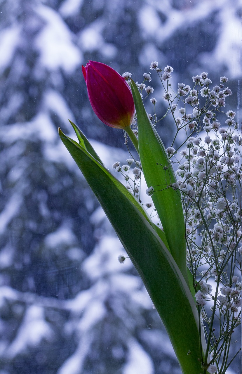 winter  snow  tulip free photo