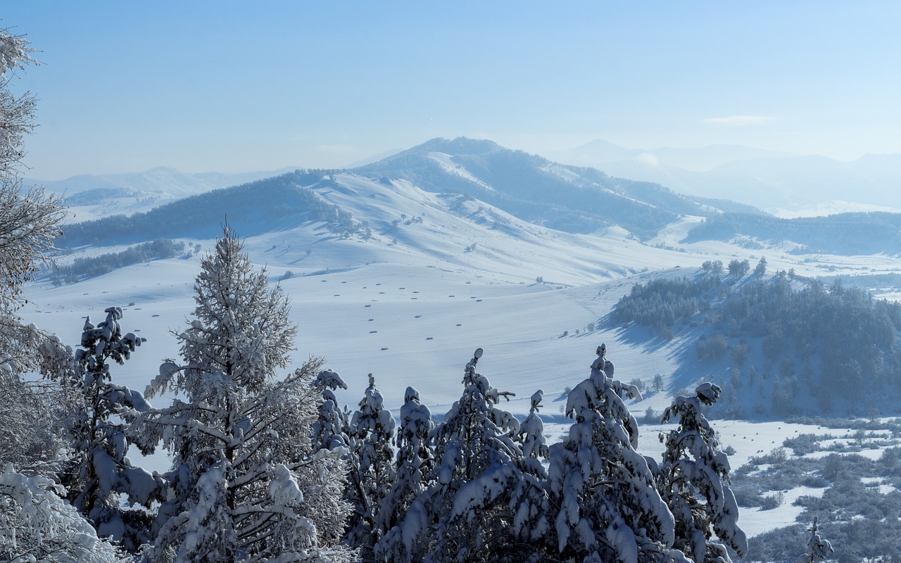 winter  snow  christmas tree free photo