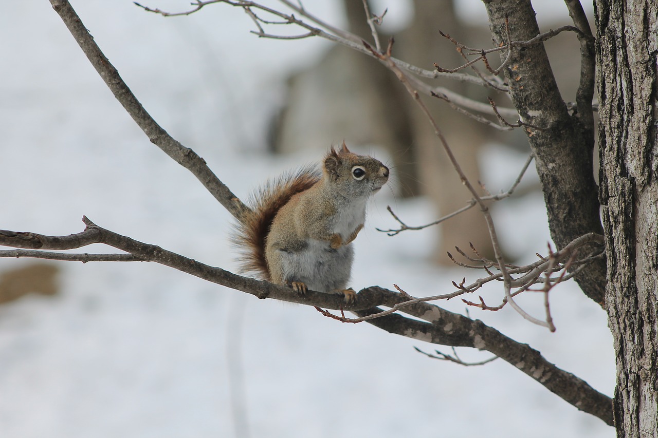 winter  squirrel  tree free photo