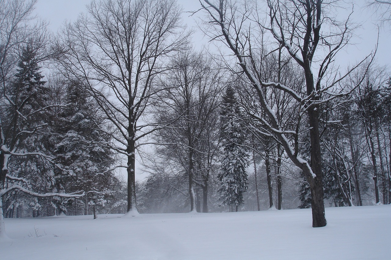 winter  landscape  snow free photo