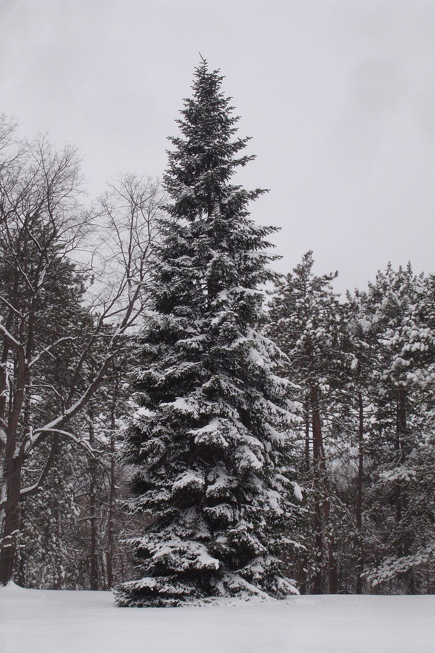 winter  landscape  snow free photo