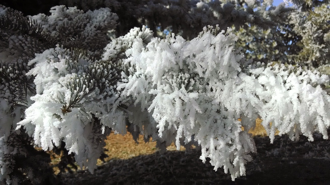 winter tree frost free photo