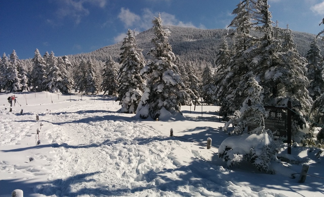 winter  snow  trees free photo