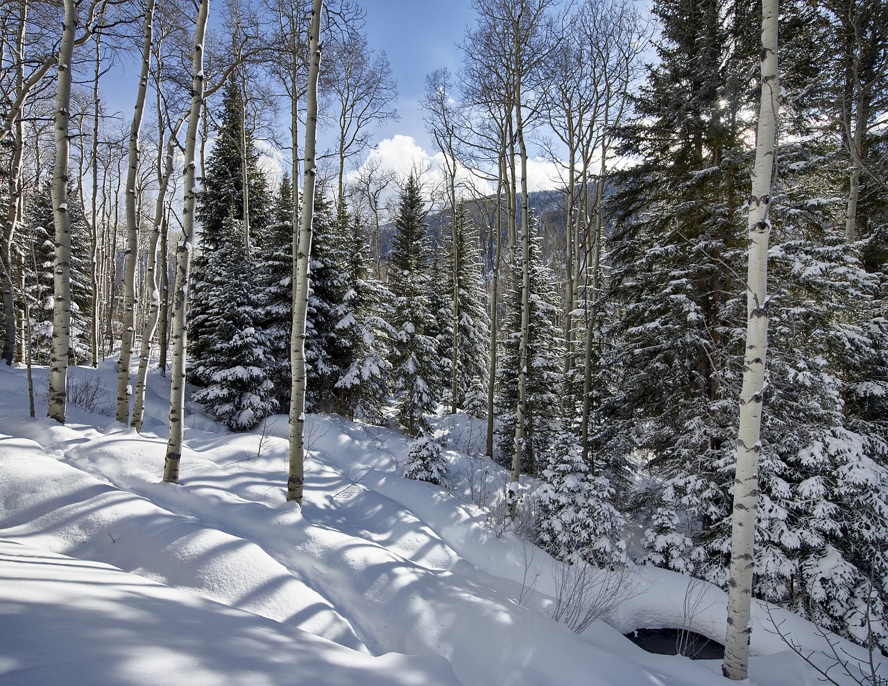 winter  snow  forest free photo