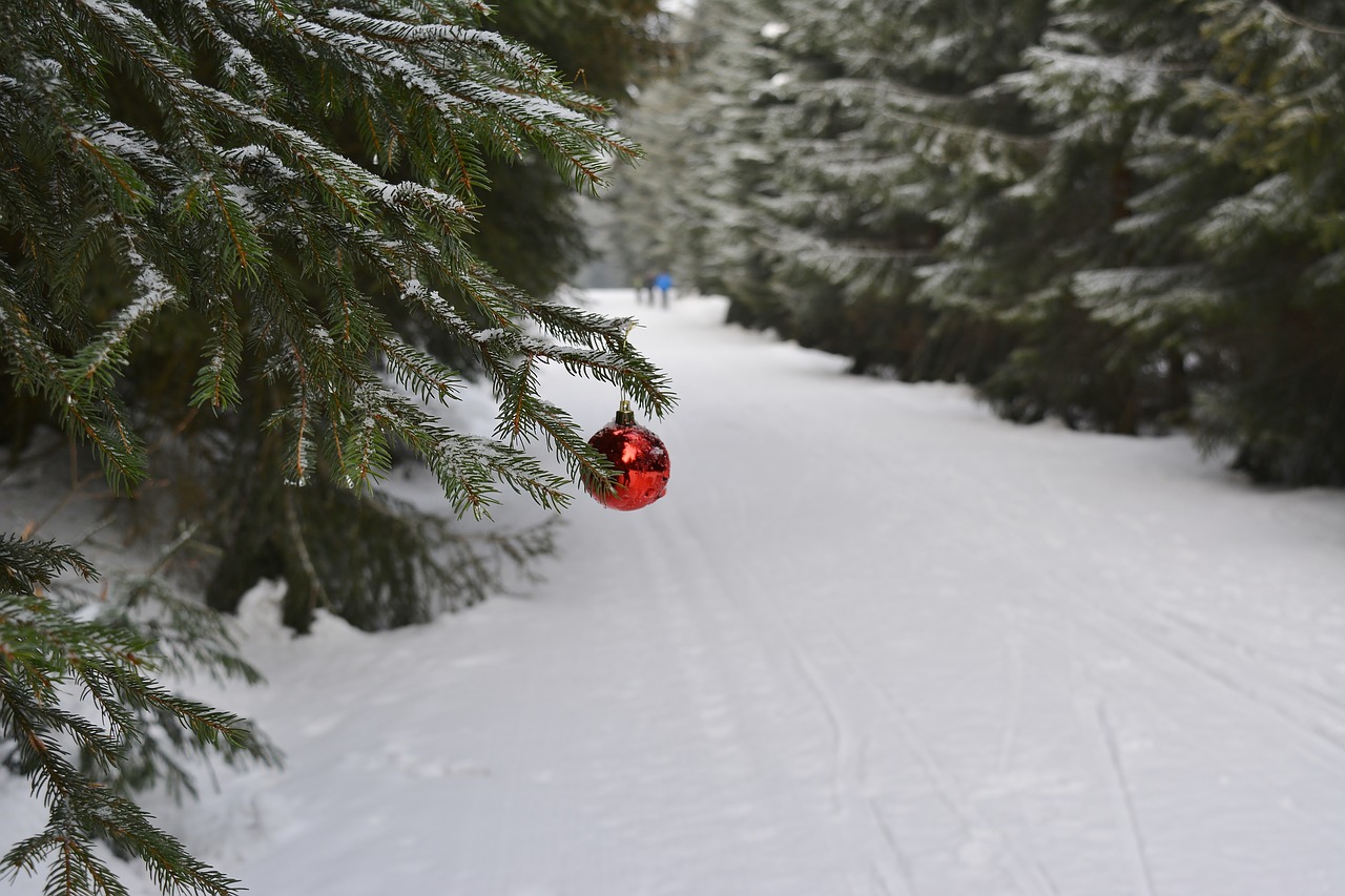 winter  christmas  snow free photo