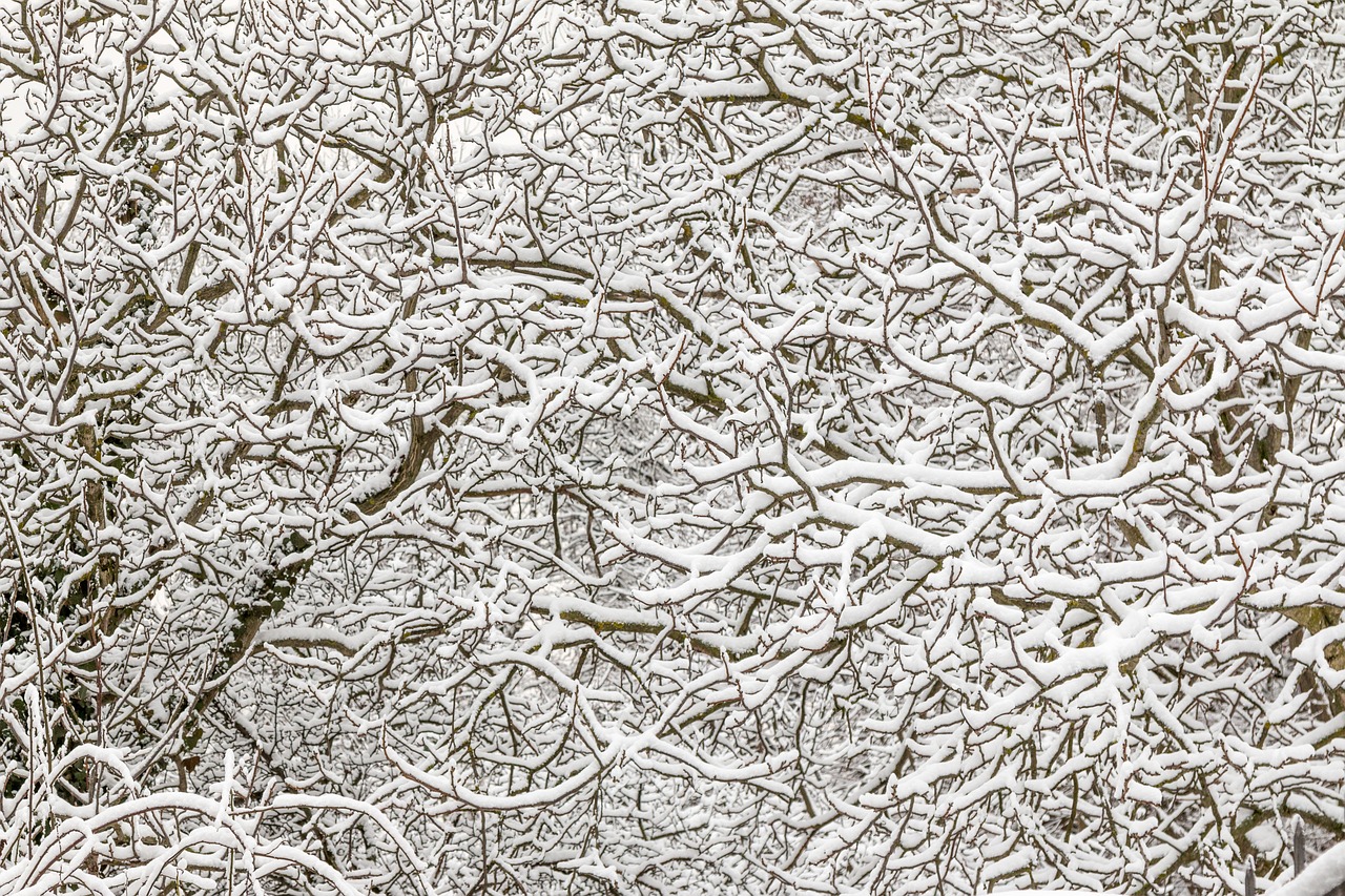 winter  snow  branches free photo