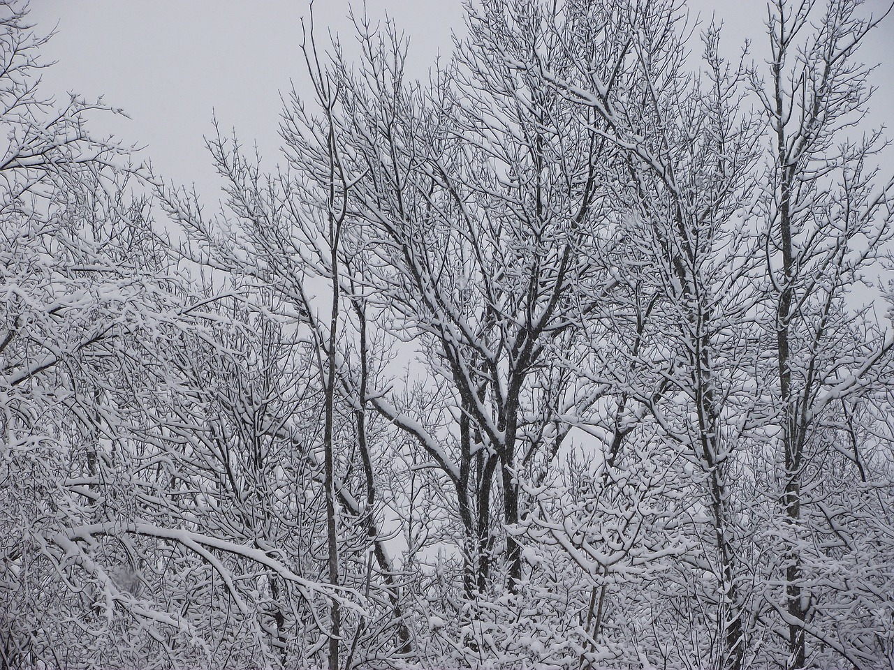 winter  trees  snow free photo