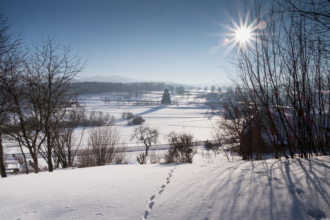 winter  traces  wintry free photo