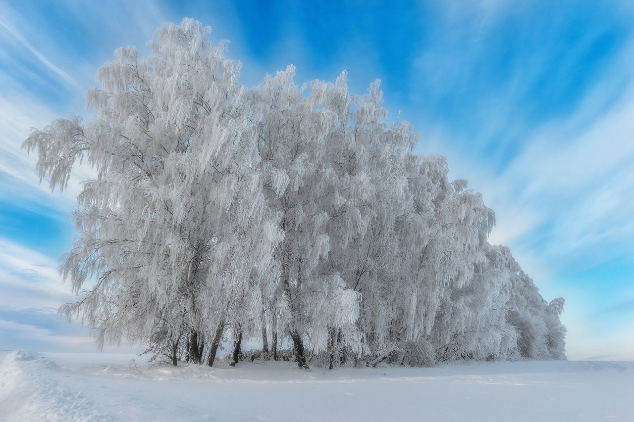 winter  nature  snow free photo