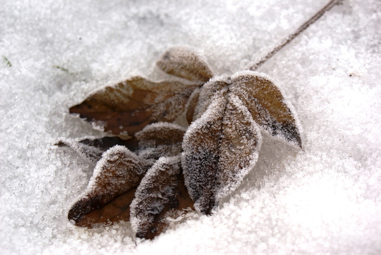 winter  leaves  snow free photo