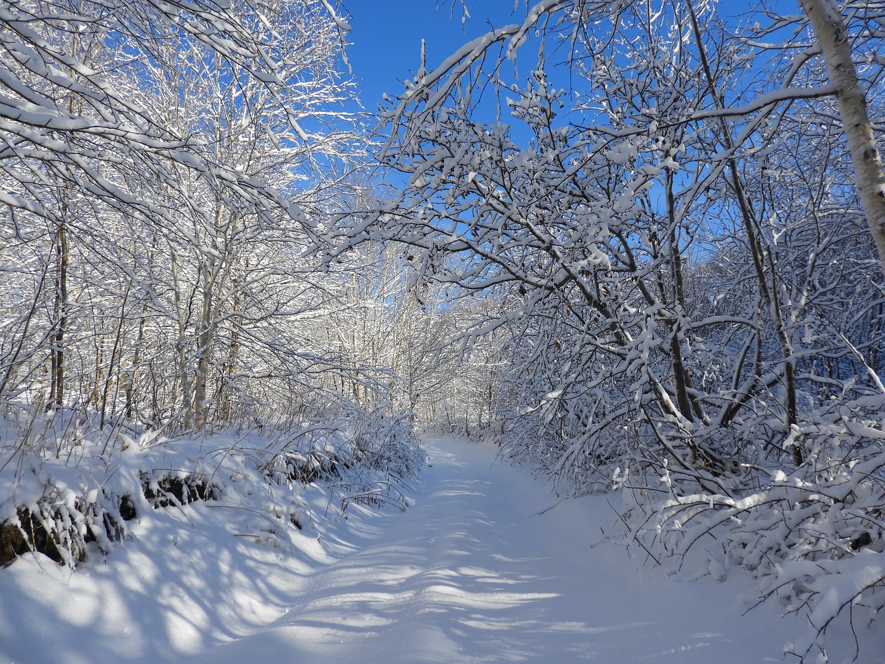 winter  snow  forest free photo