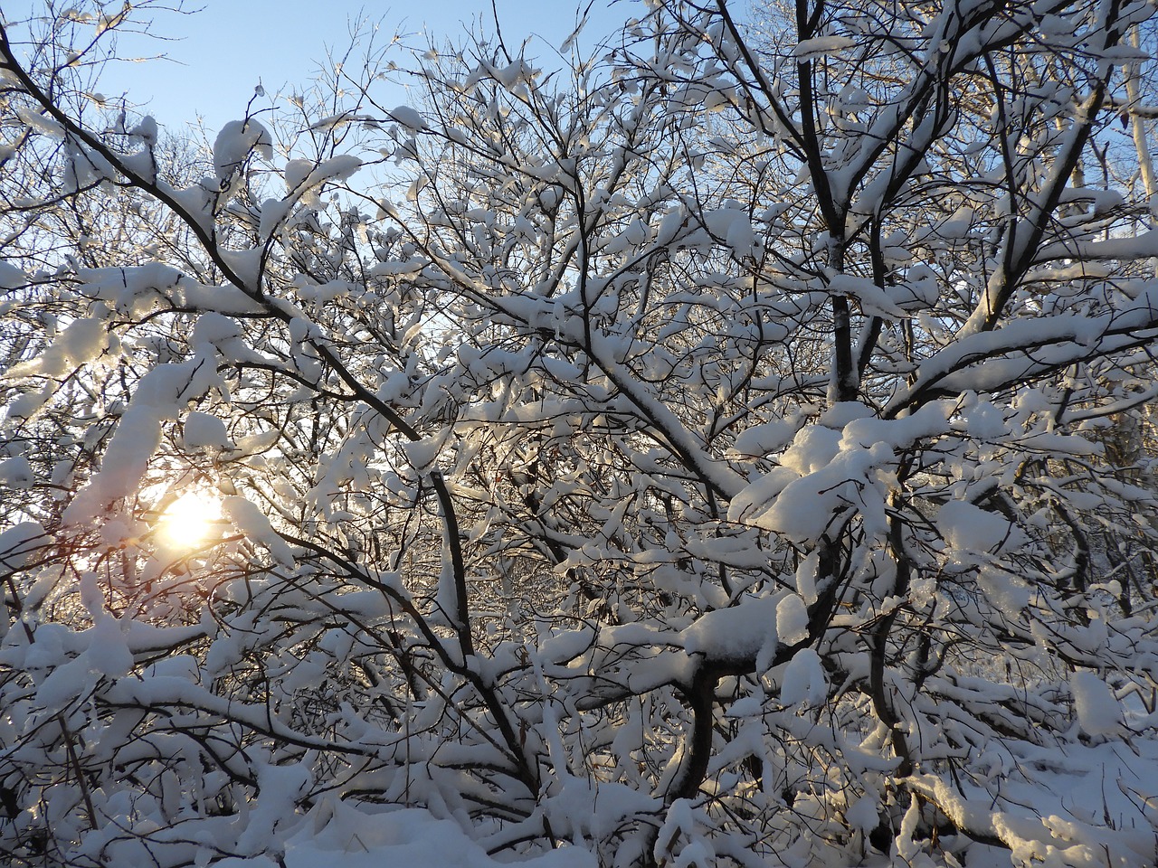 winter  snow  forest free photo