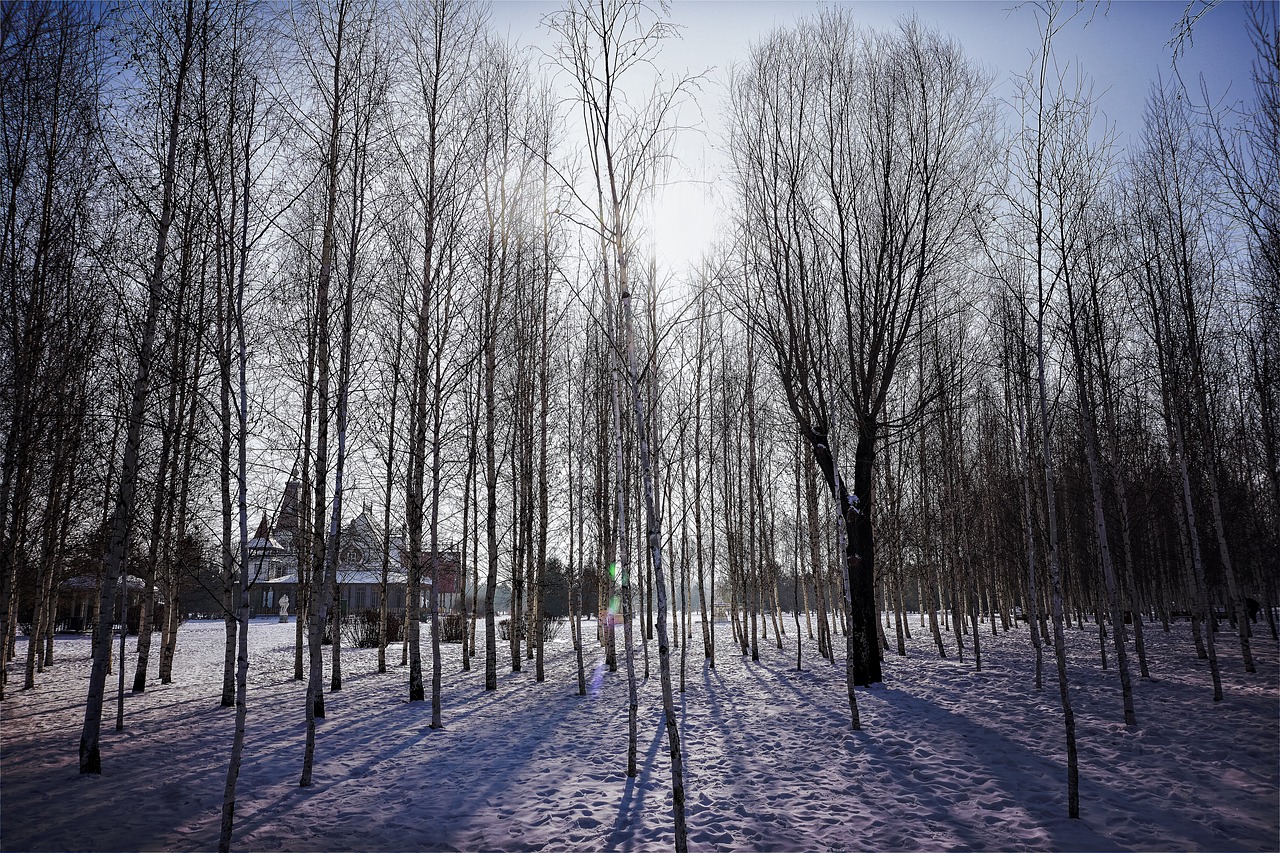 winter  plant  snow free photo