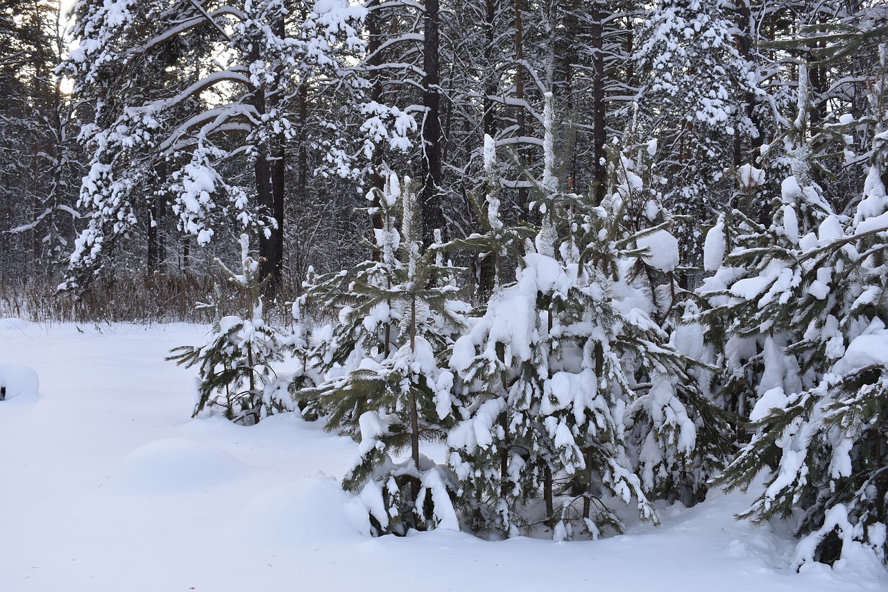 winter  snow  forest free photo