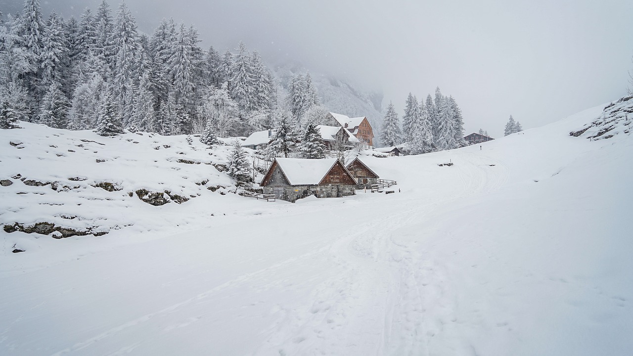 winter  snow  nature free photo