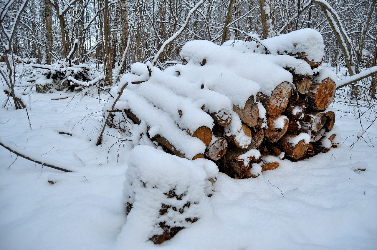 winter  forest  felling free photo