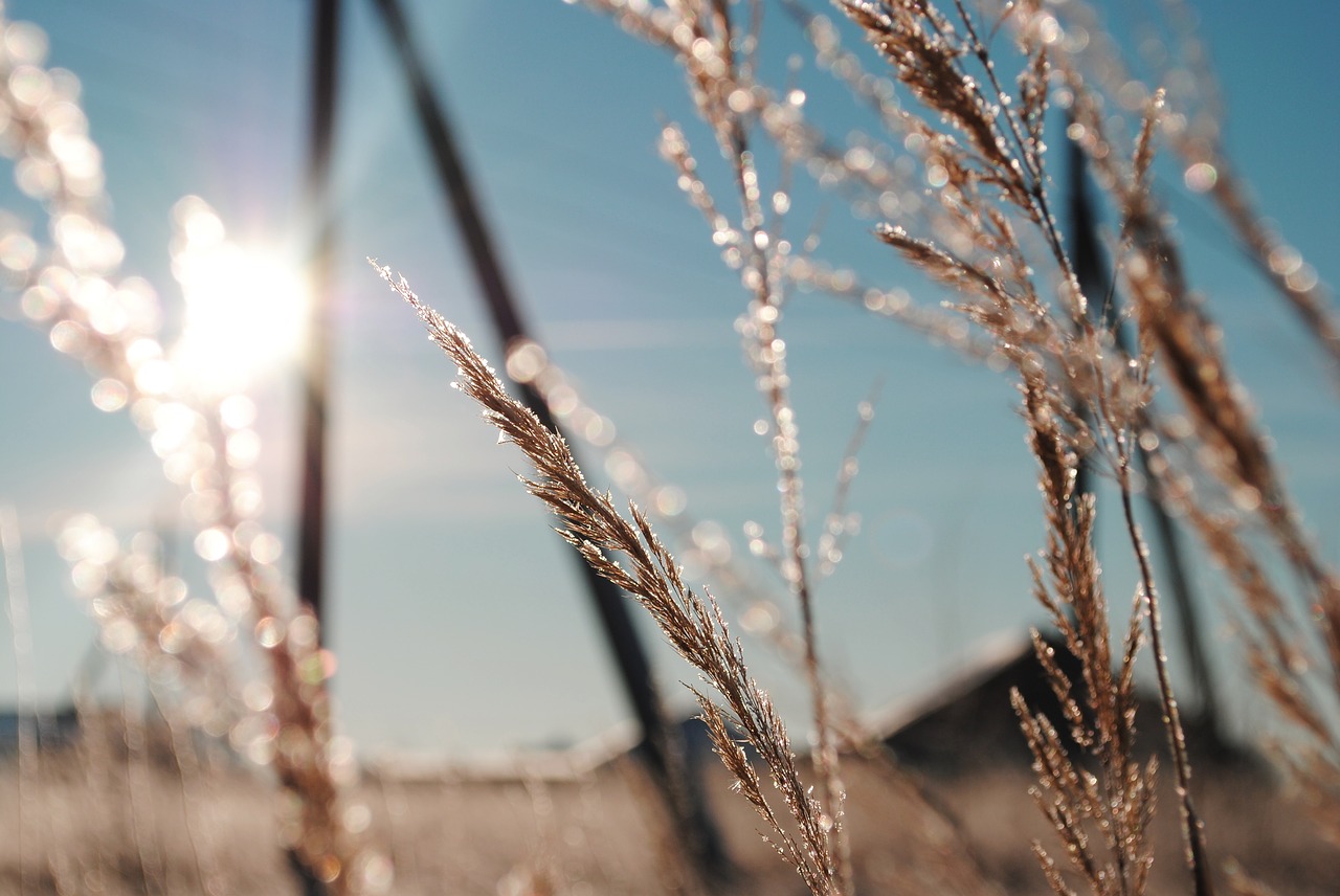 winter  landscape  snow free photo