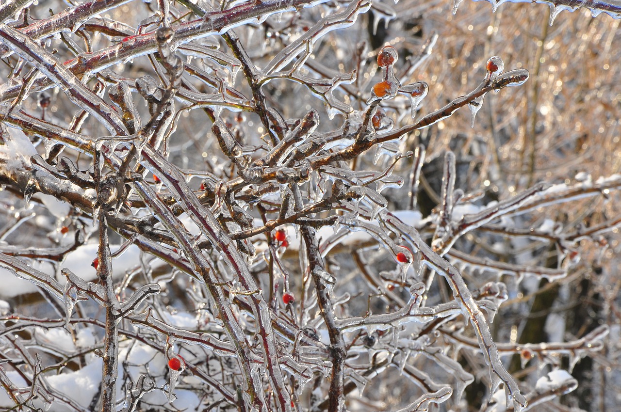 winter  ice  będzin free photo