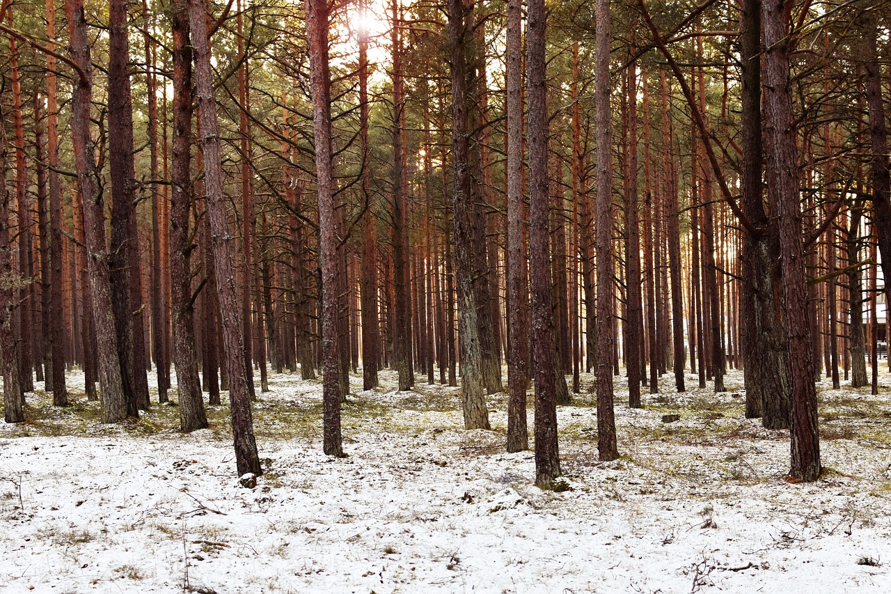 winter  forest  sunset free photo