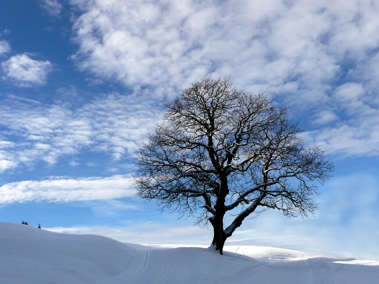 winter  snow landscape  tree free photo