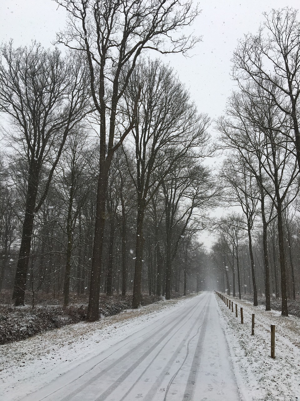 winter  forest  trees free photo