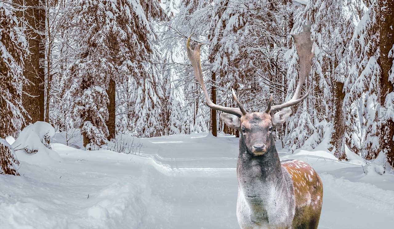 winter  deer  stag free photo