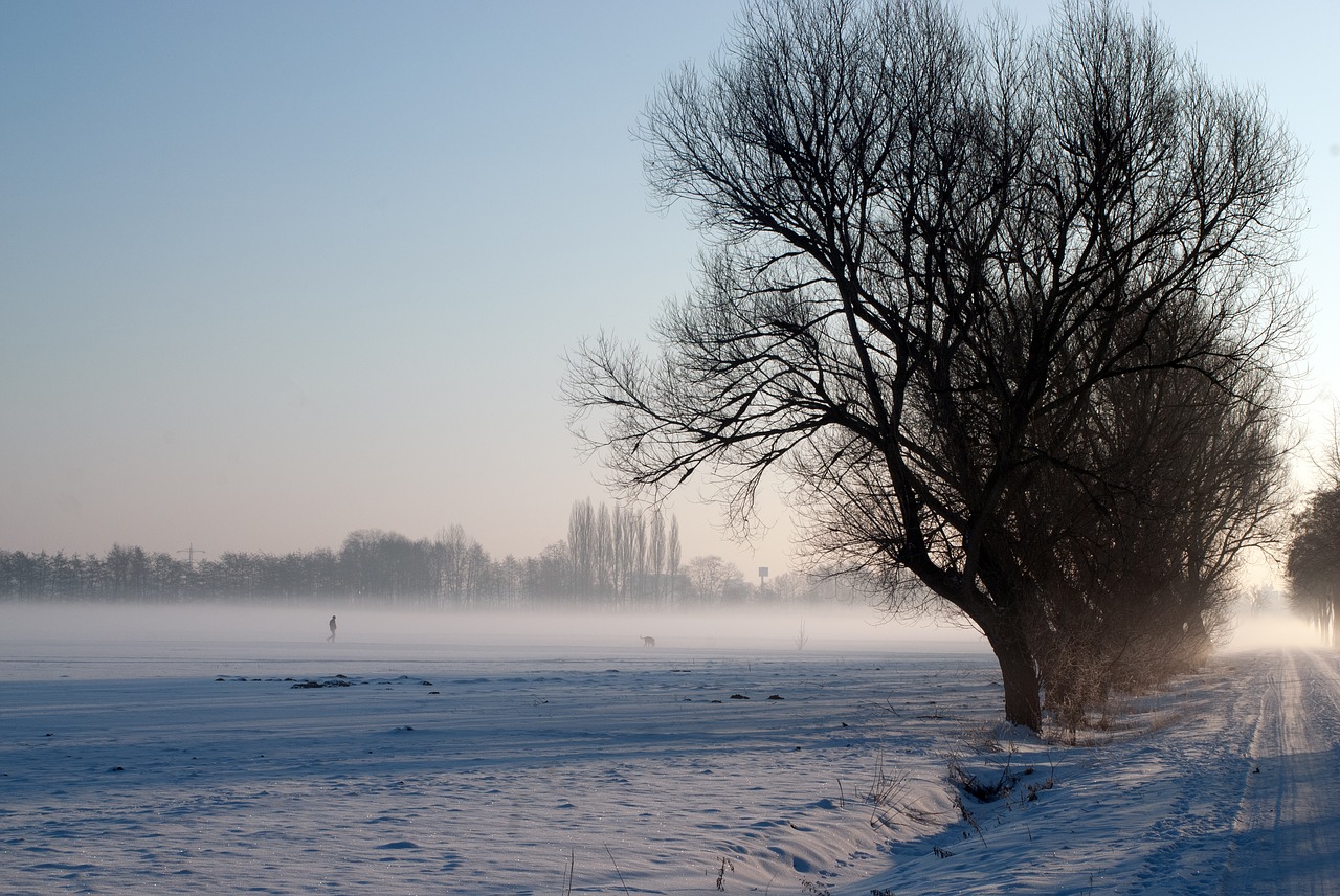 winter  field  tree free photo