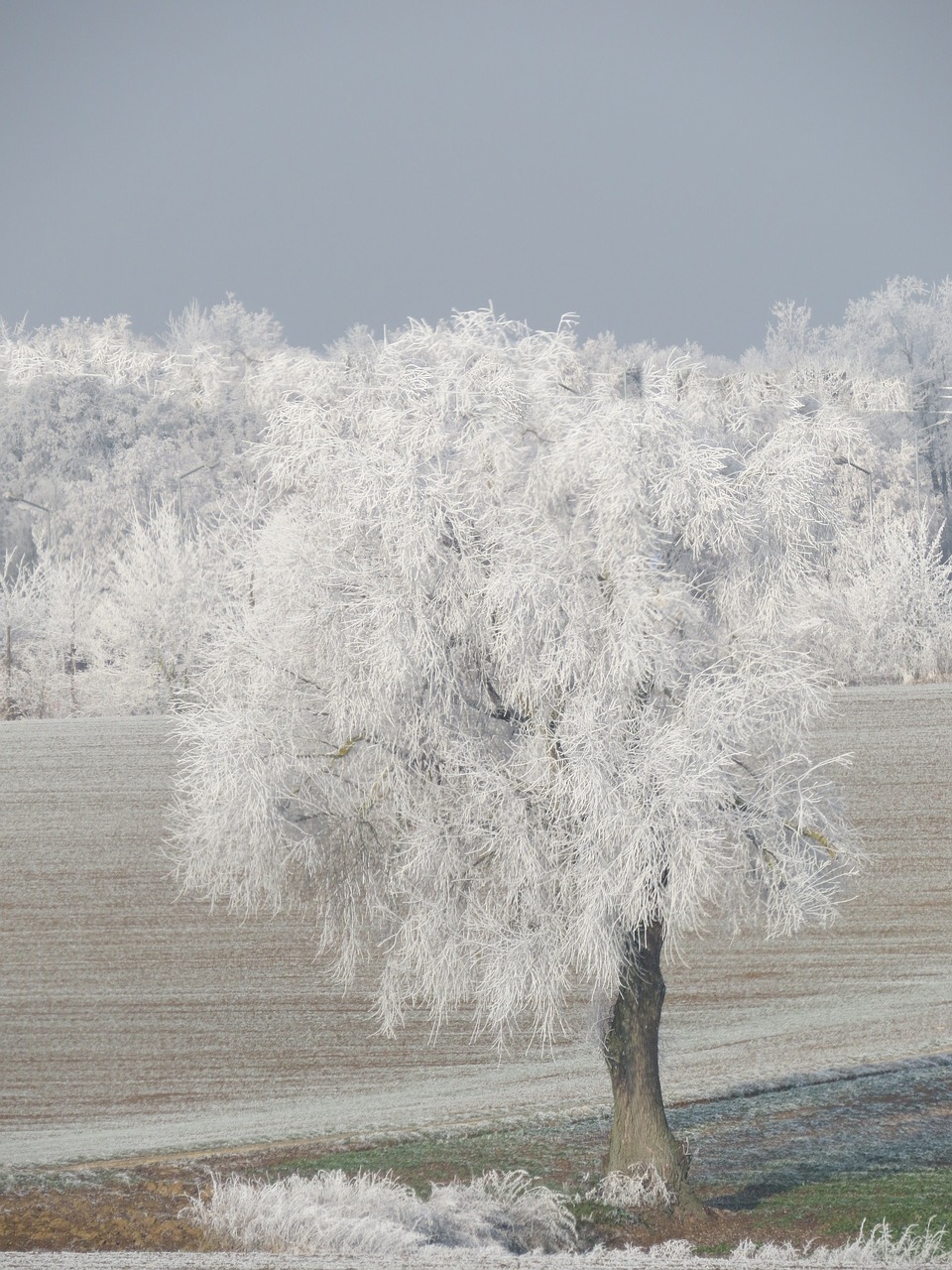 winter  snow  regensburg free photo