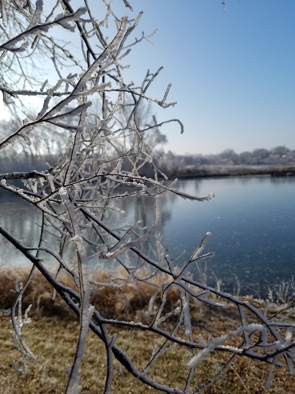 winter  frozen  frost free photo