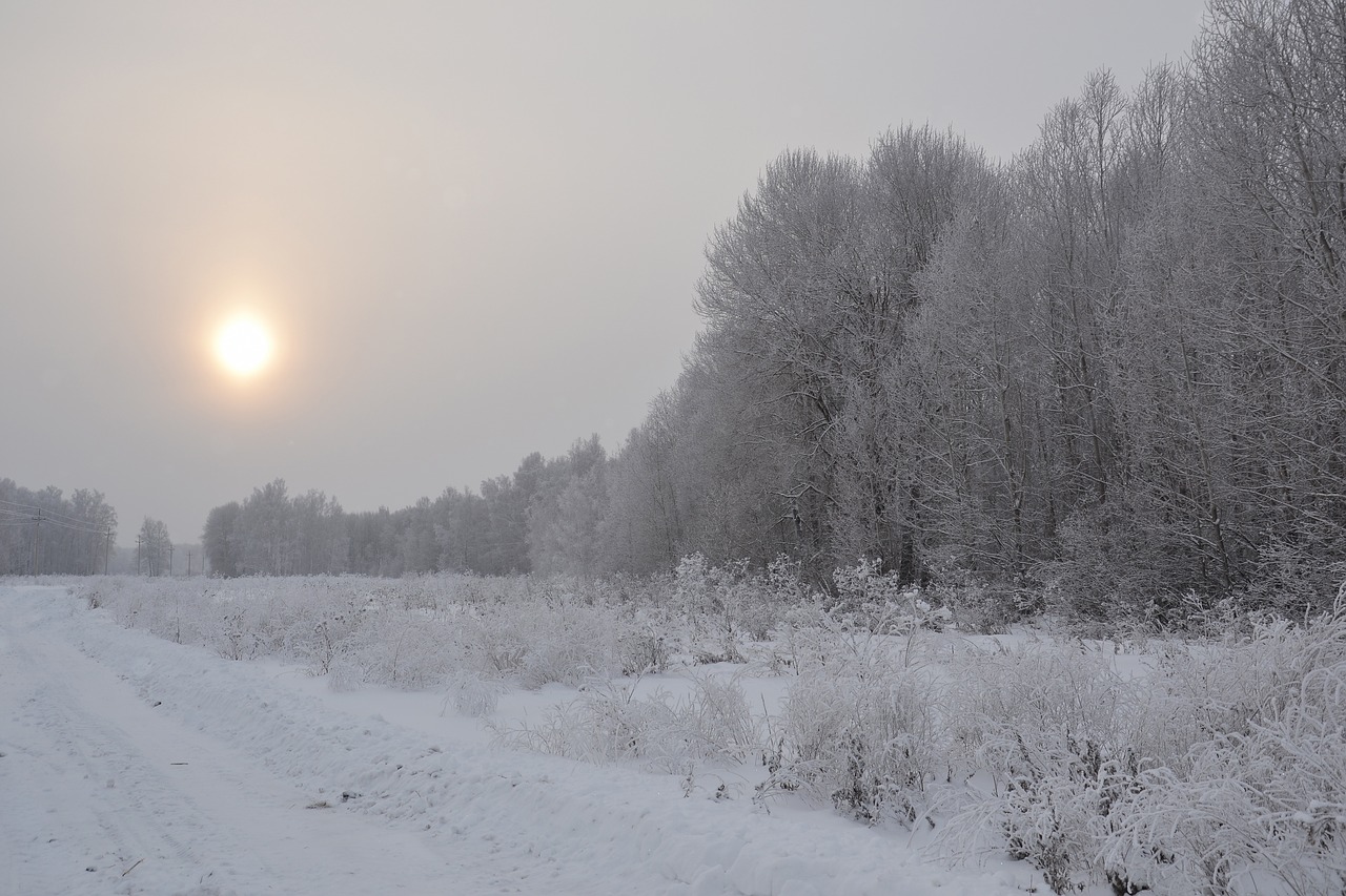 winter  forest  nature free photo