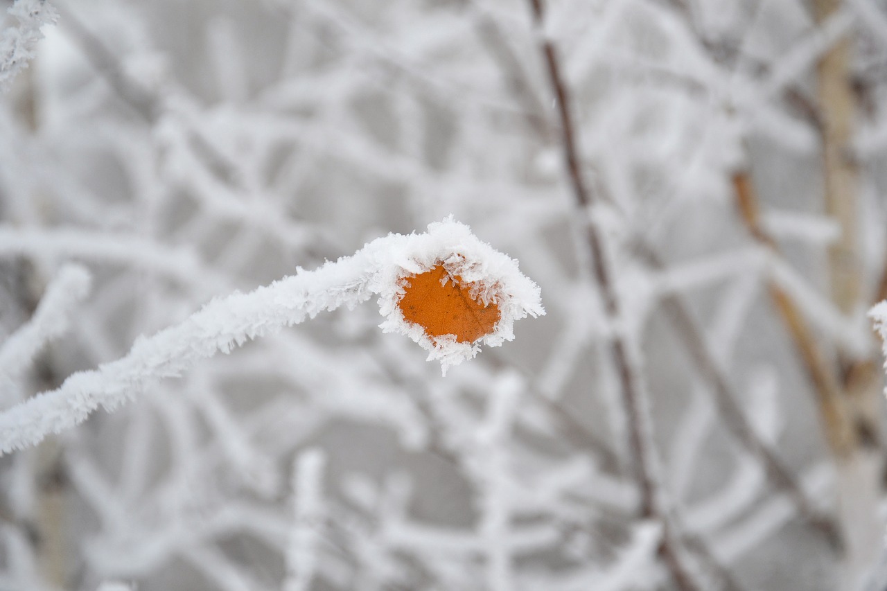 winter  frost  trees free photo