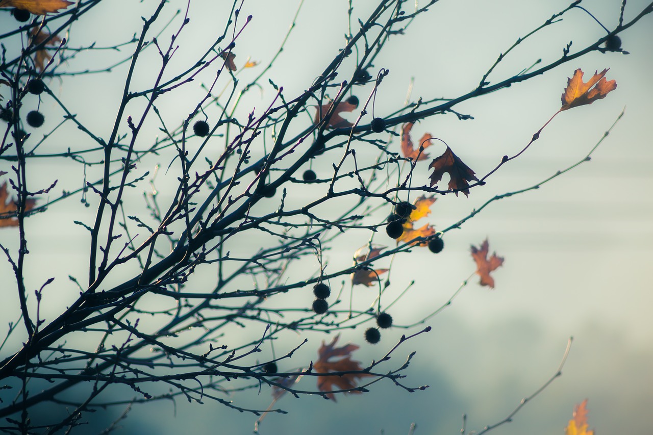 winter  leaves  background free photo