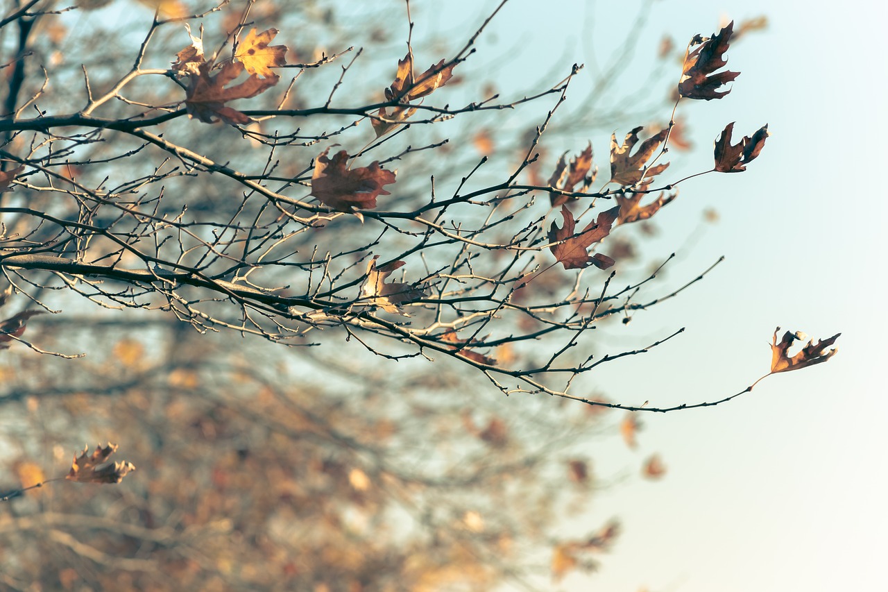 winter  leaves  background free photo
