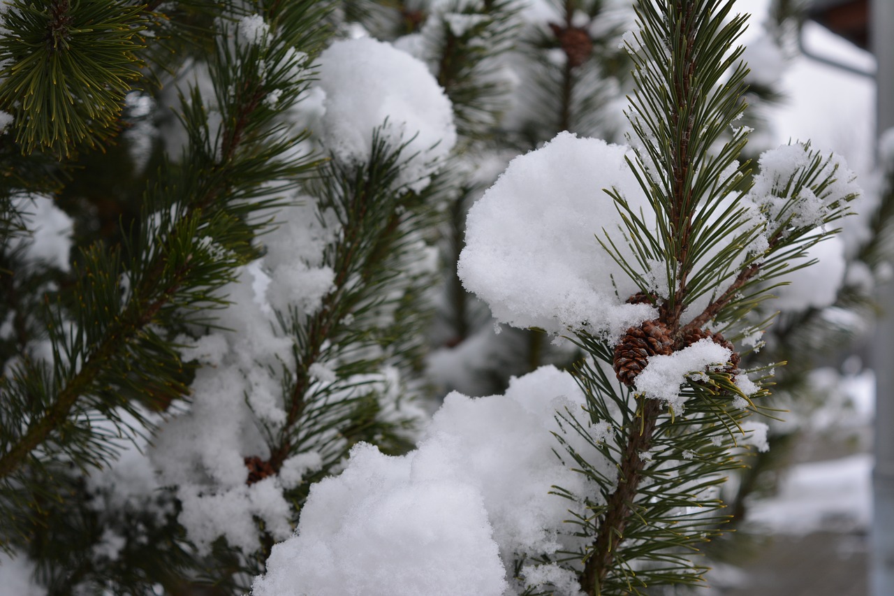 winter  snowfall  nature free photo