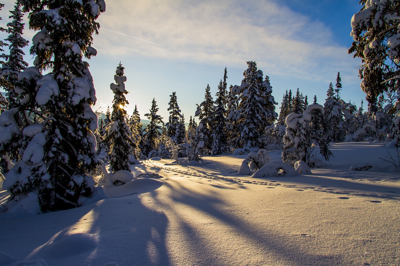 winter  snow  trails free photo