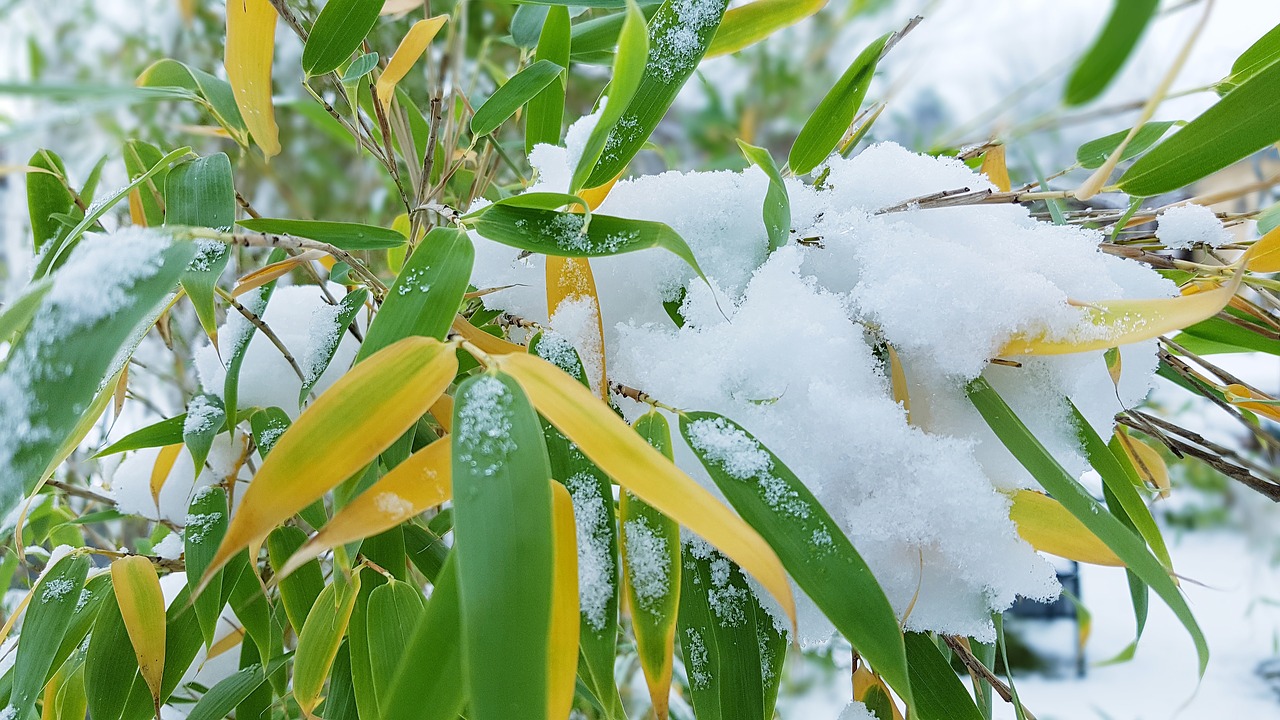 winter  bamboo  snow free photo