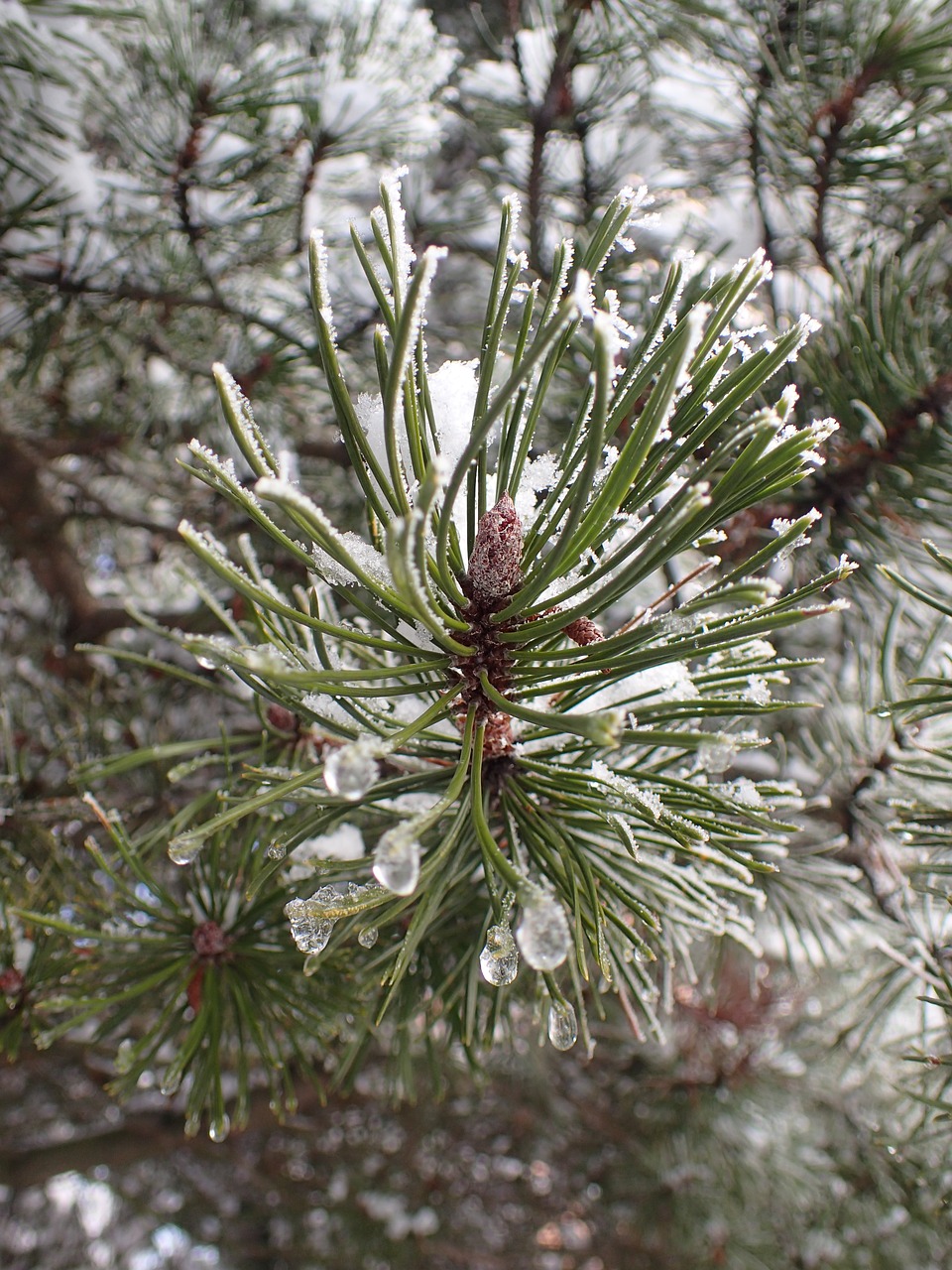 winter  branch  pine free photo