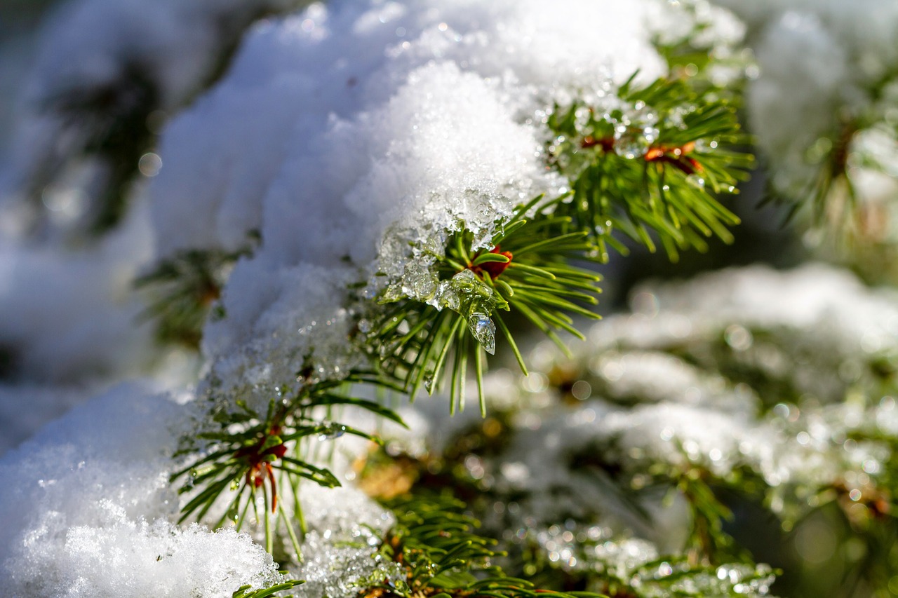 winter  snow  branch free photo