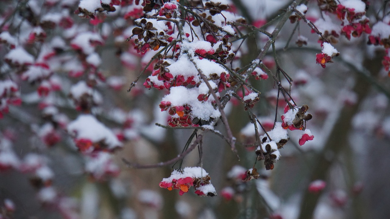 winter  snow  berries free photo