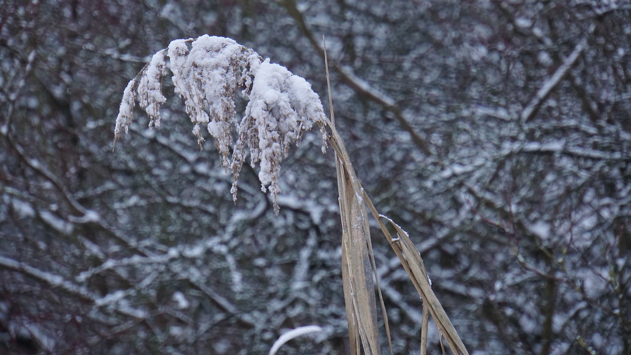 winter  snow  grass free photo